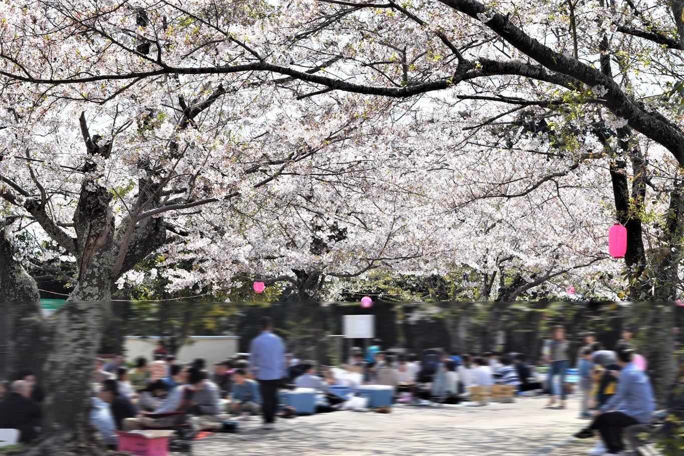 周辺のいろんなところで 満開の桜を見てきました 木更津 君津 袖ケ浦の情報をお伝えするブログ なかぶぷろじぇくと