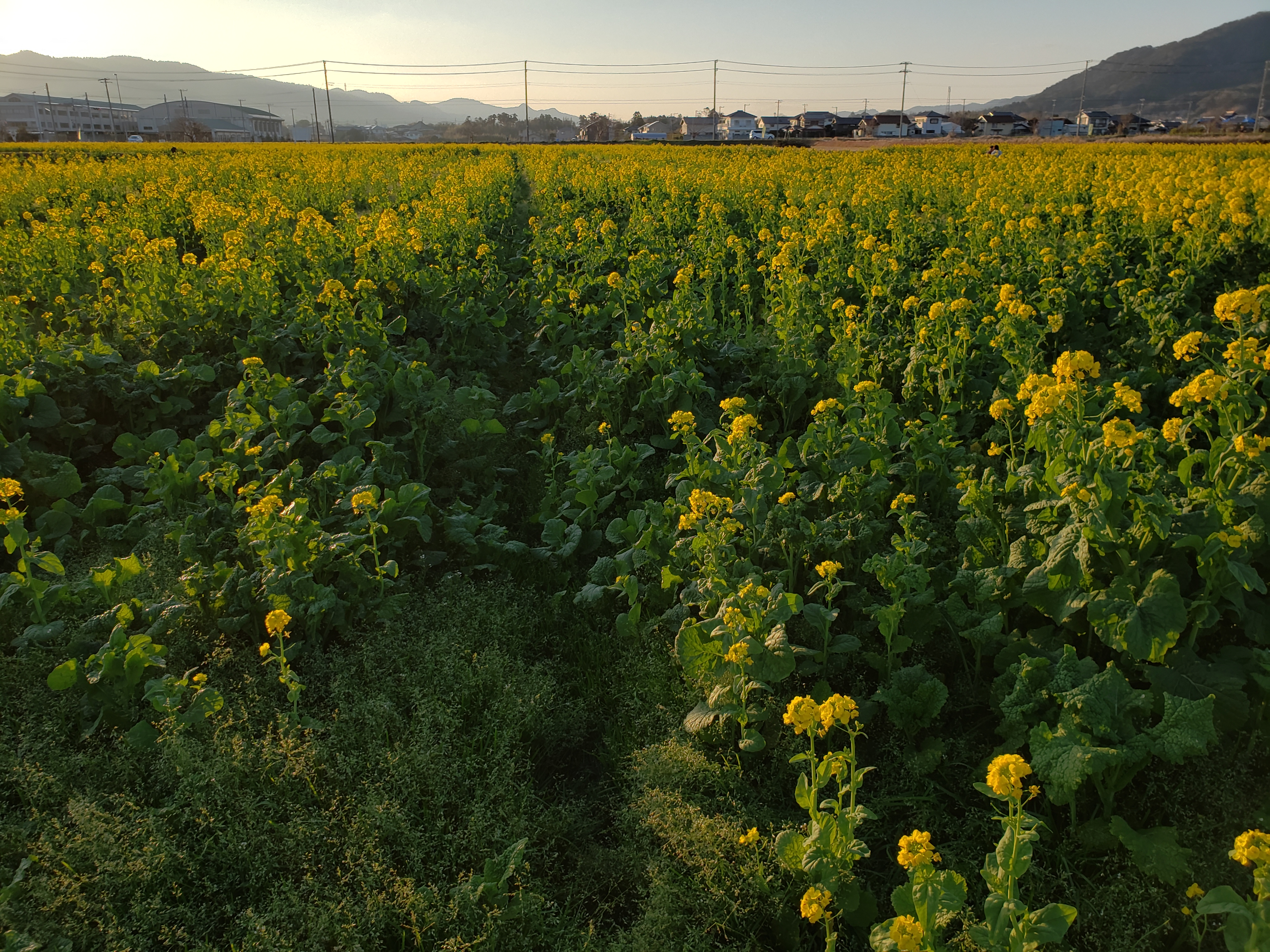 鴨川で開催中の 菜な畑ロード を見てきました 木更津 君津 袖ケ浦の情報をお伝えするブログ なかぶぷろじぇくと