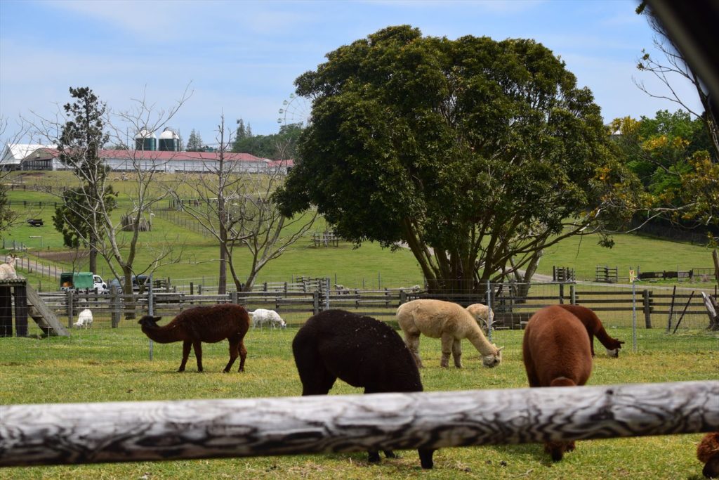 房総地区に住んでる人限定 マザー牧場のドライブスルーファームに行ってみました なかぶぷろじぇくと