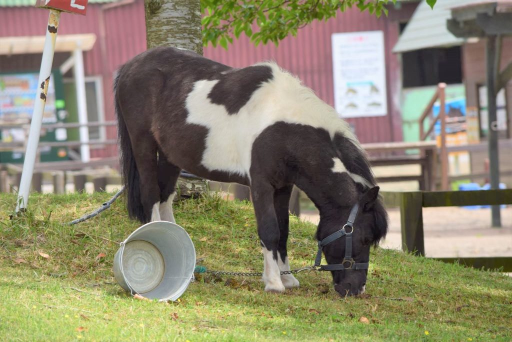 房総地区に住んでる人限定 マザー牧場のドライブスルーファームに行ってみました なかぶぷろじぇくと