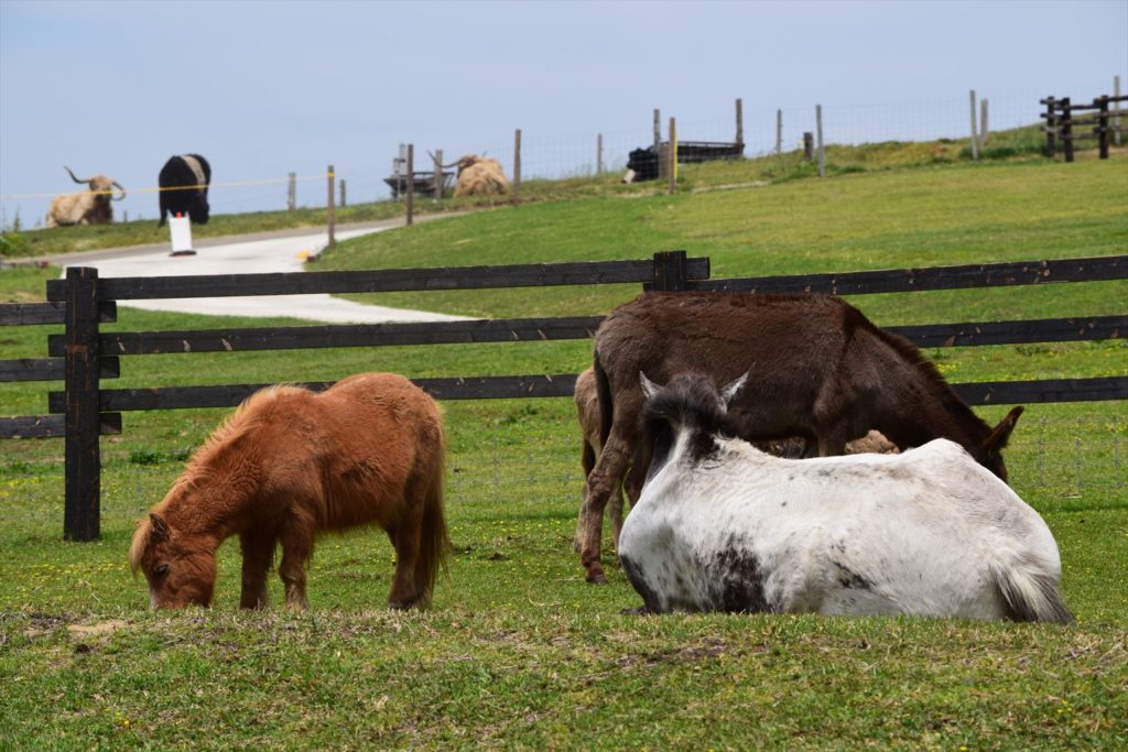 房総地区に住んでる人限定 マザー牧場のドライブスルーファームに行ってみました なかぶぷろじぇくと