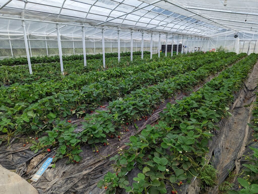 上泉農園では高設の水耕栽培だけではなく、地面で栽培する土耕栽培もあり、両方の食べ比べができます。