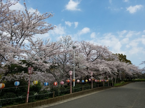 袖ケ浦公園桜2018033001