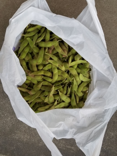 枝豆収穫祭2018_収穫した枝豆